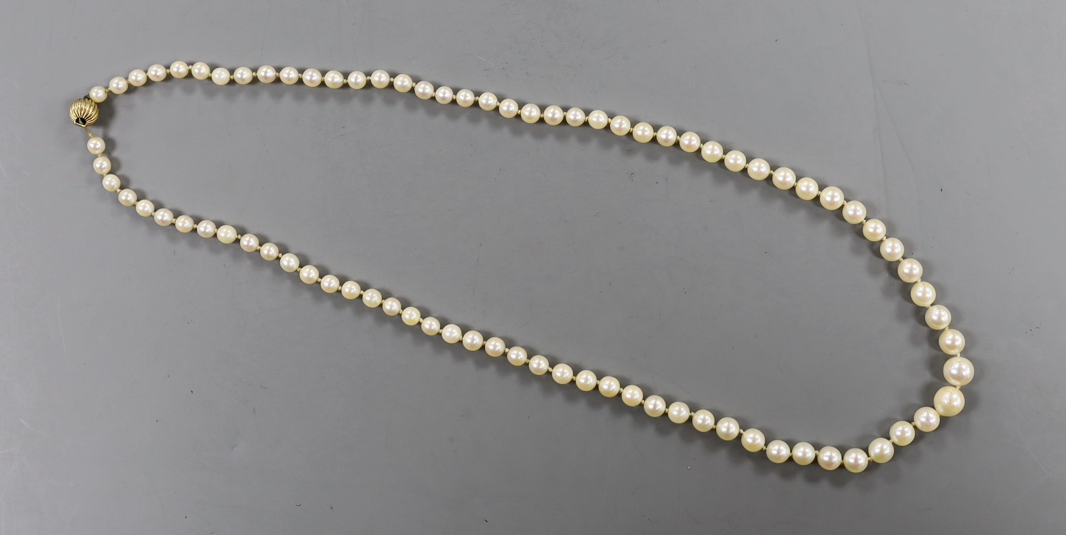 A singe strand graduated cultured pearl necklace, with 9ct clasp, 56cm (a.f.).